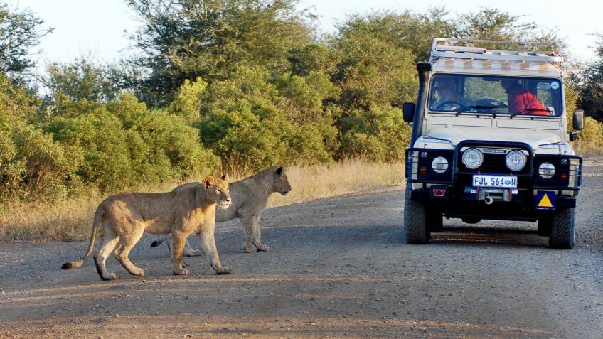 KRUGER PARK SOUTH AFRICA MAY 15: Lions crossing a road in front a tourist car on may 15 2007 in Kruger South Africa.