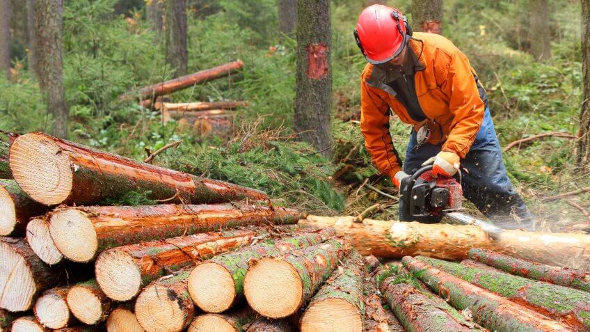 22 Industries That Pay Less (and More) Than They Did 10 Years Ag, The Lumberjack working in a forest.