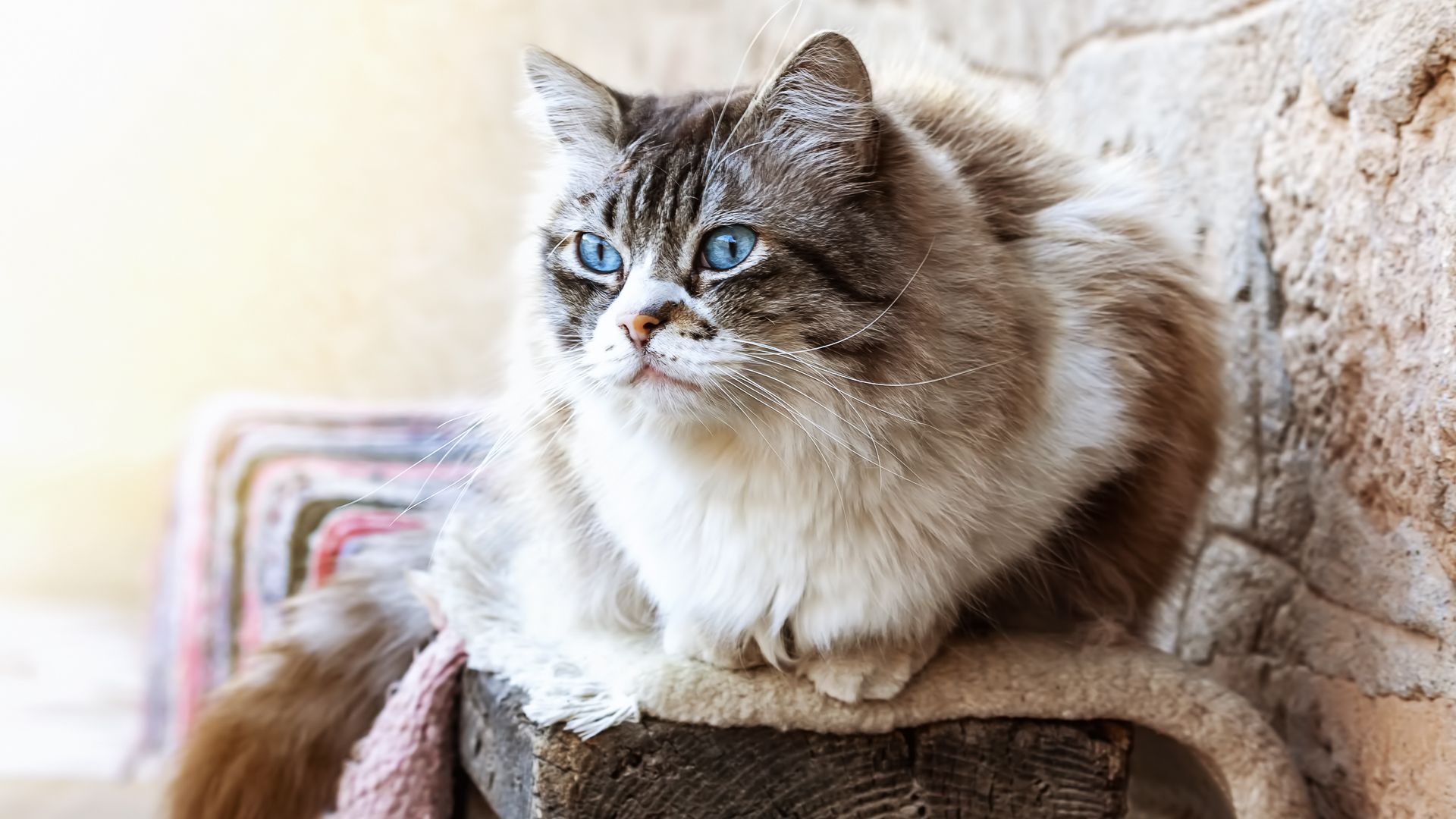 The Cheapest and Most Expensive Cat Breeds GOBankingRates