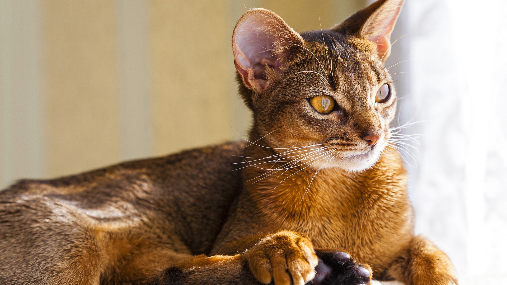 Abyssinian Cat Breed | Facts, Highlights & Buying Advice 