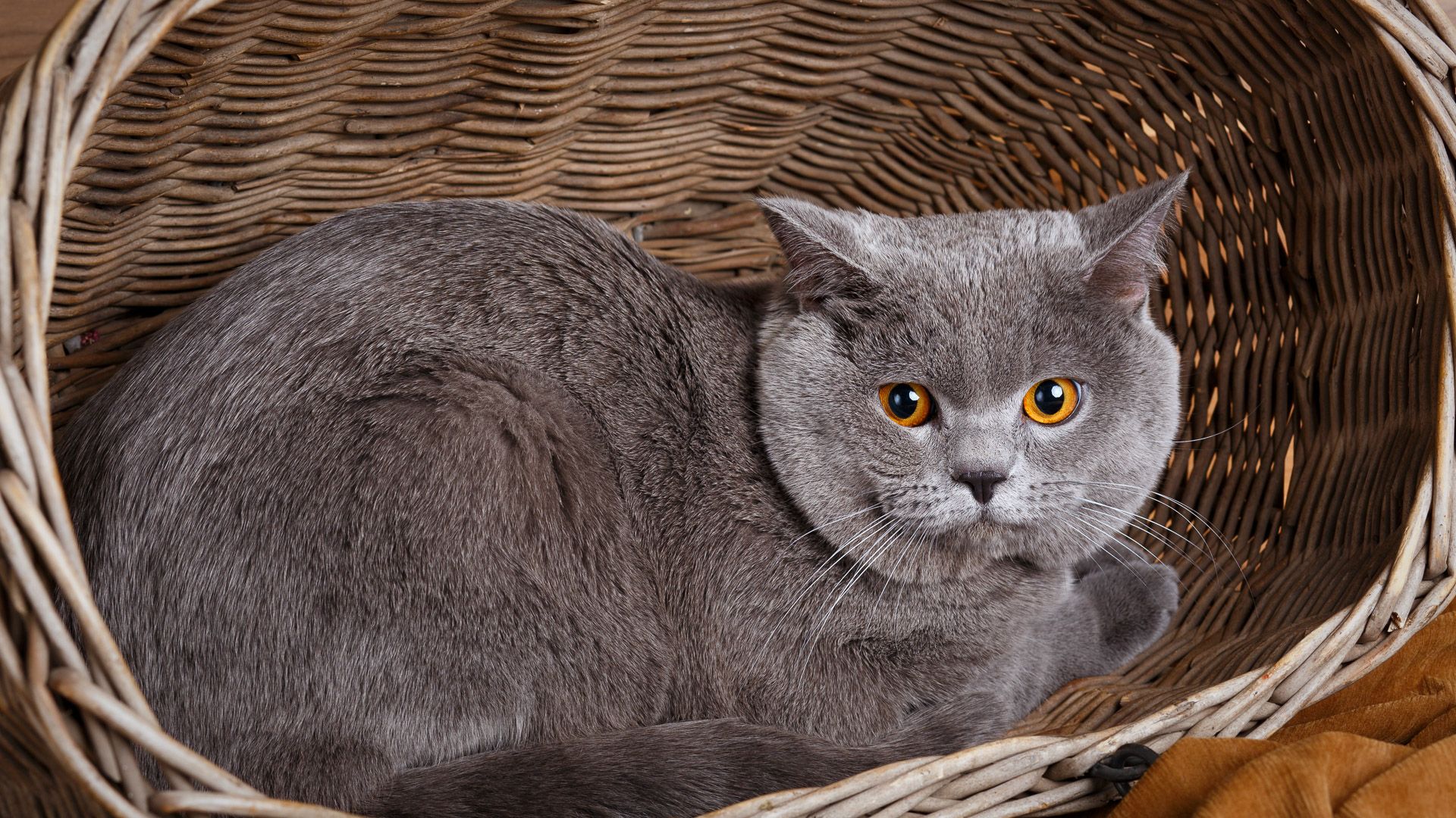 The Cheapest and Most Expensive Cat Breeds GOBankingRates