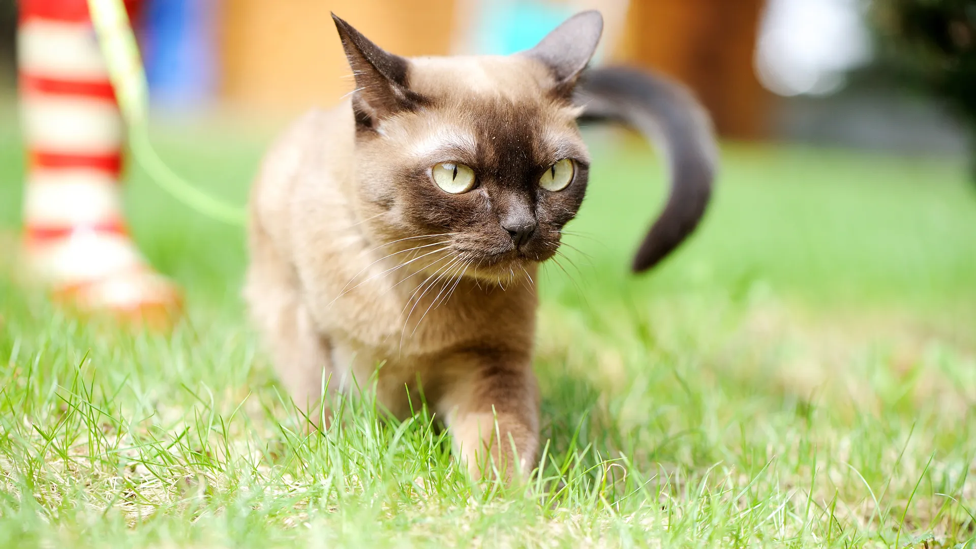 Facts About The Storied Siamese Cat Litter Robot Bengal Cat Standing