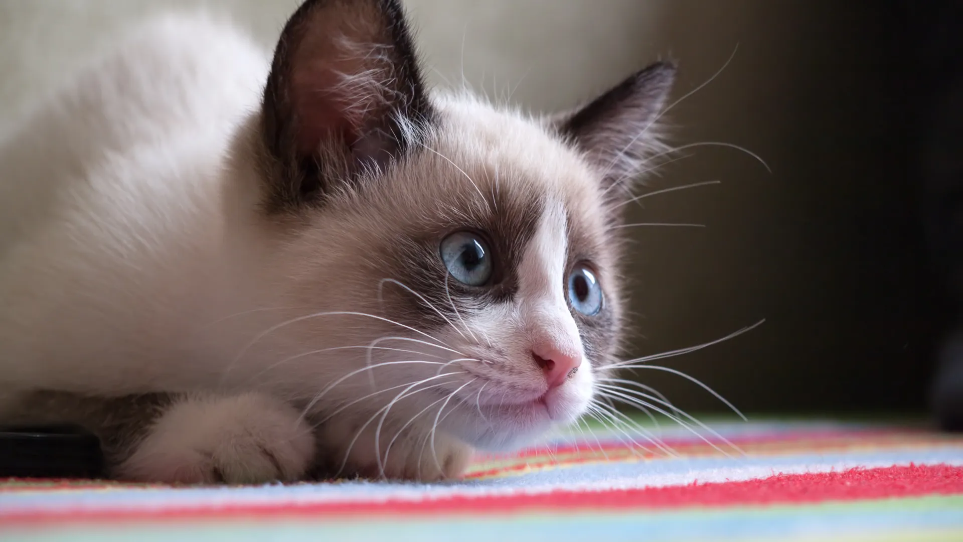 Snowshoe Cat Cost atelieryuwa.ciao.jp