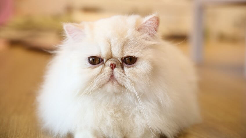 Cheapest and Most Expensive Cat Breeds 
