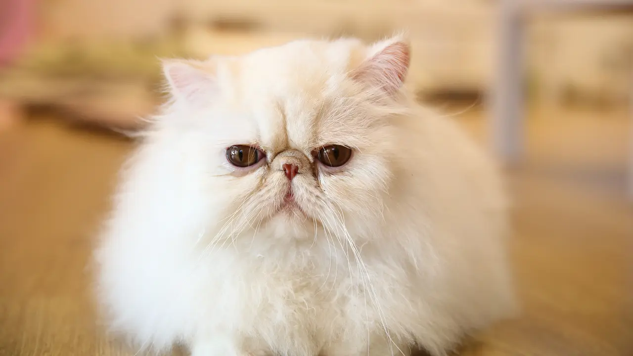 The 15 Cutest Cat Breeds You Will Love
