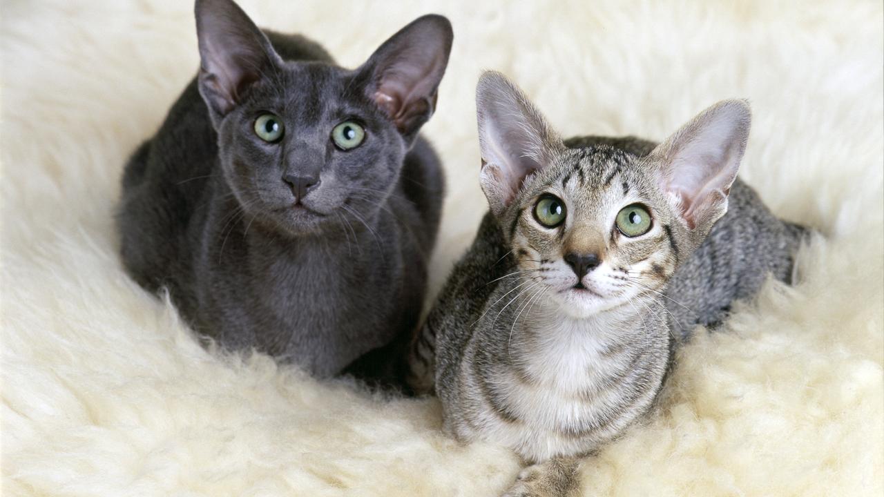 The Cheapest And Most Expensive Cat Breeds Gobankingrates