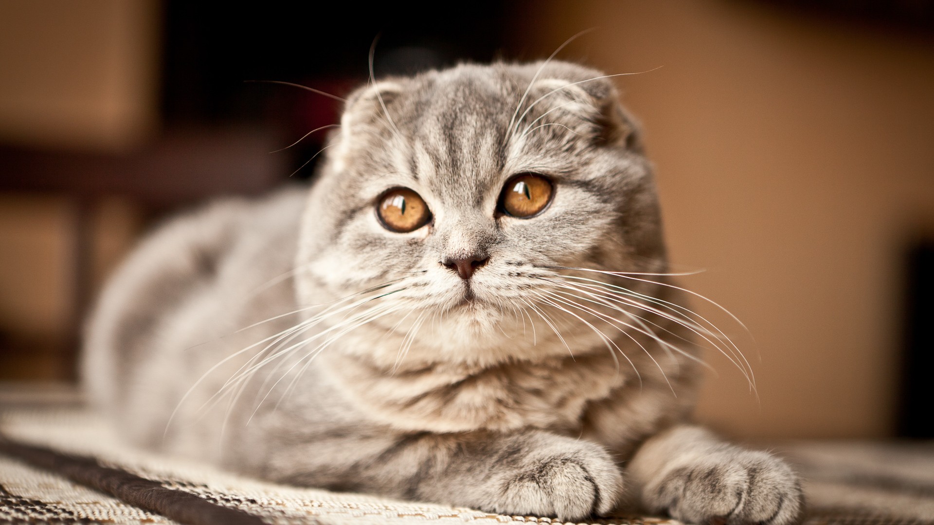 The Cheapest and Most Expensive Cat Breeds GOBankingRates