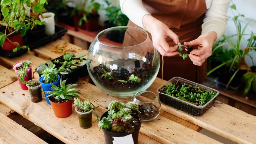 terrarium, terrarium design