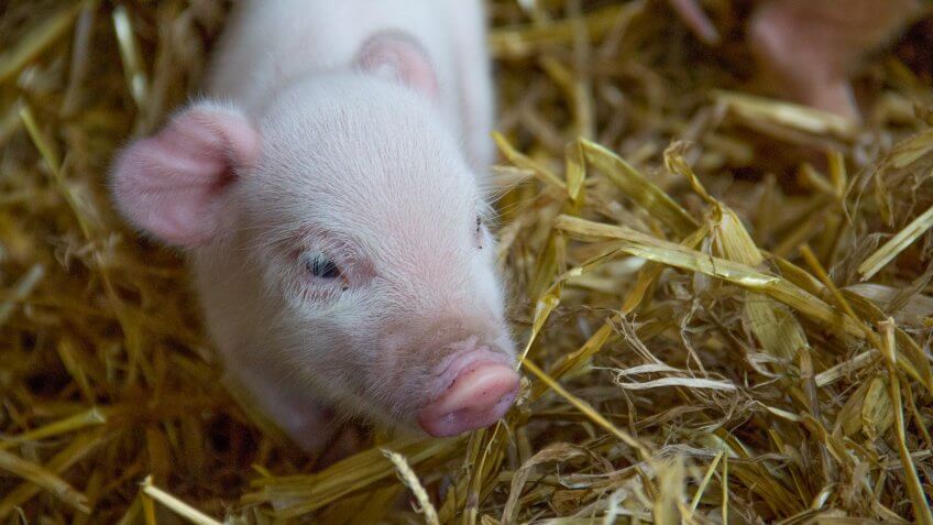 Picture shows: Micro pig.