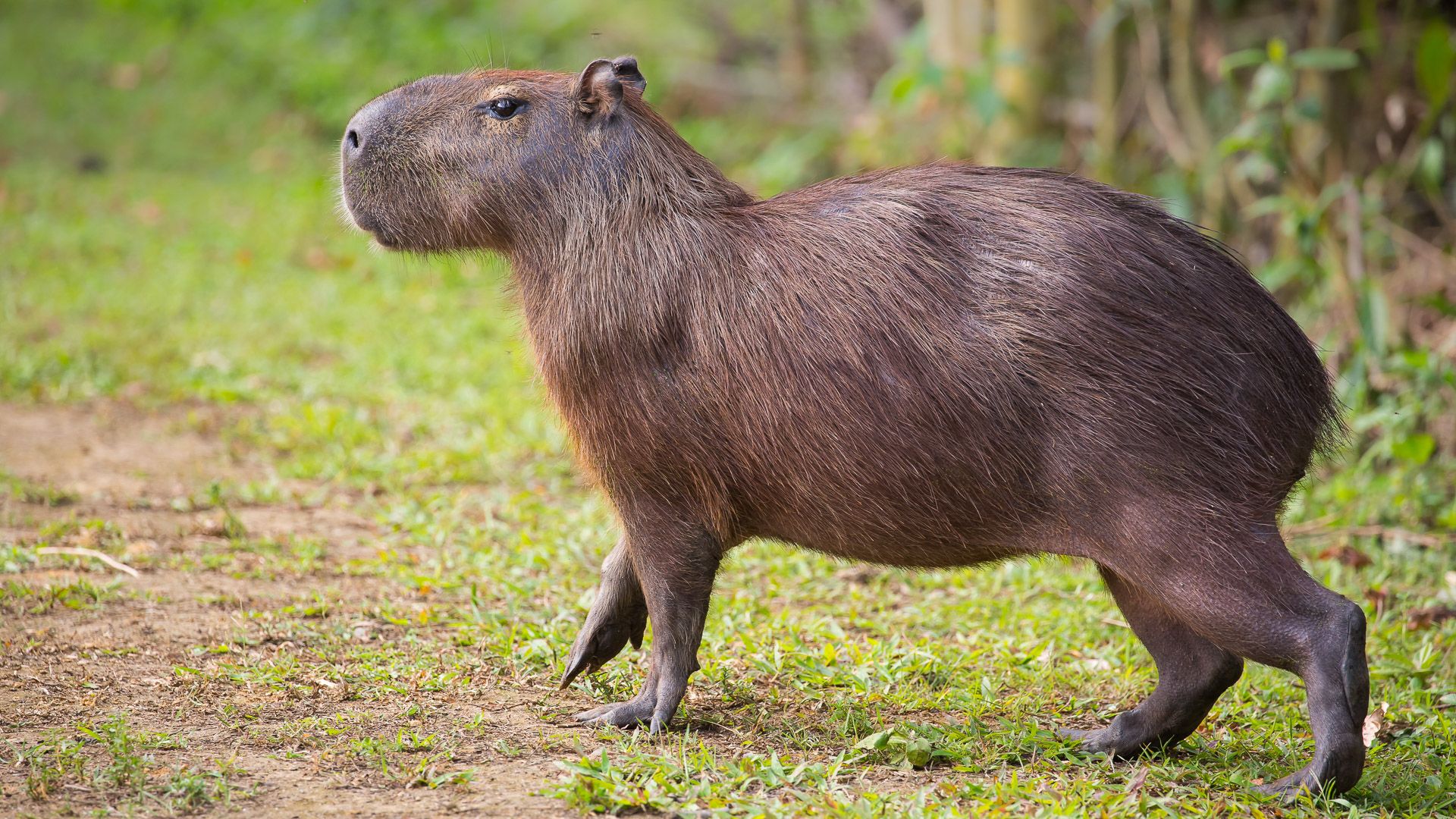 The Most Expensive Pets You Can Own GOBankingRates