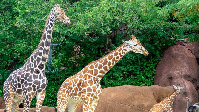 11662, Horizontal, St. Louis Zoo 2011