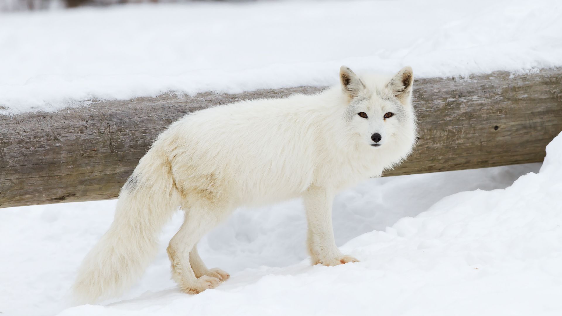 The Most Expensive Pets You Can Own | GOBankingRates