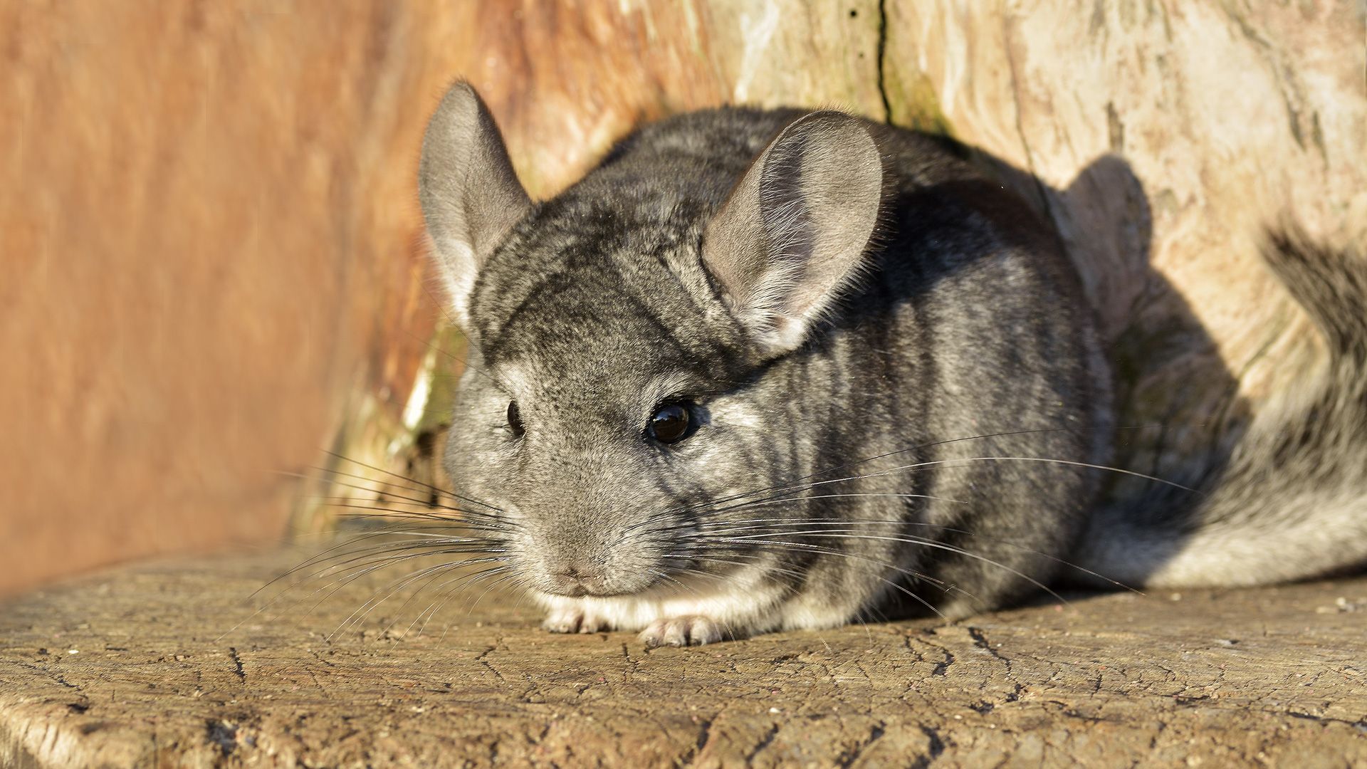 The Most Expensive Pets You Can Own GOBankingRates