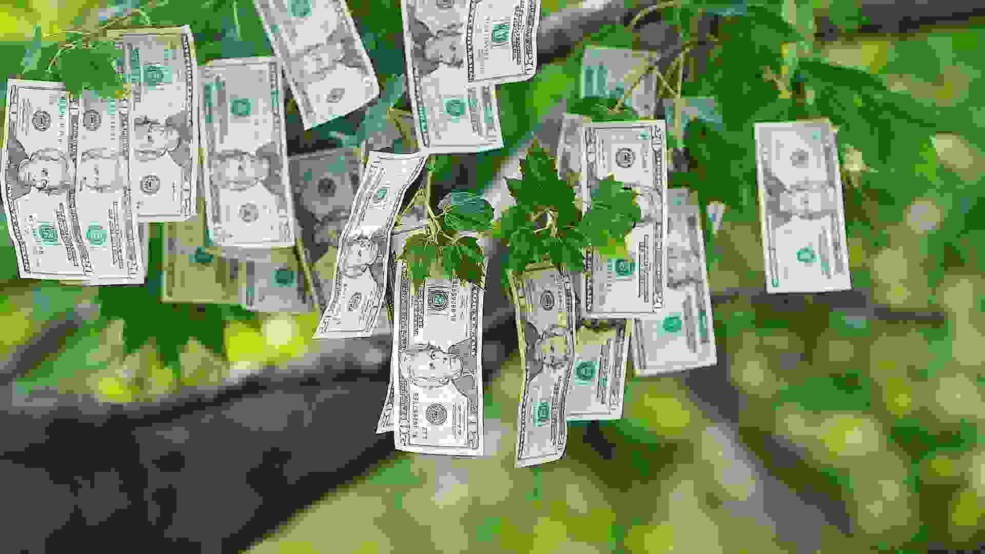 Money Growing on Trees copy space.