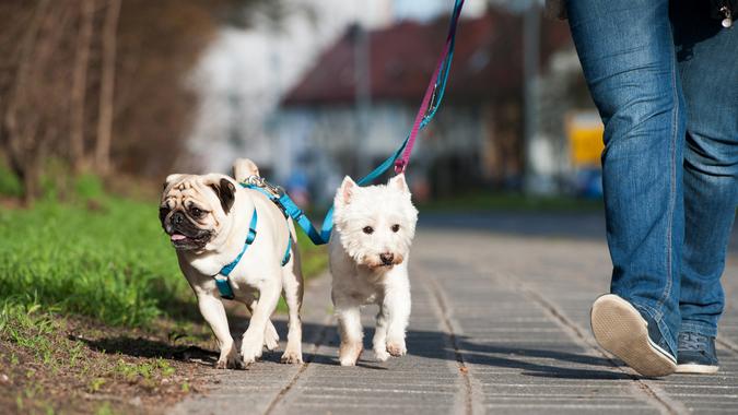 dog-walker