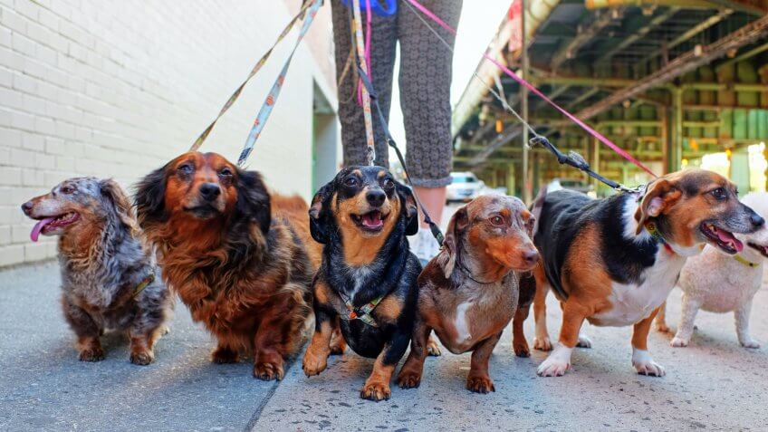 walking dogs