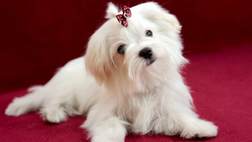 Portrait of a cute white long-haired Maltese girl on a red background.