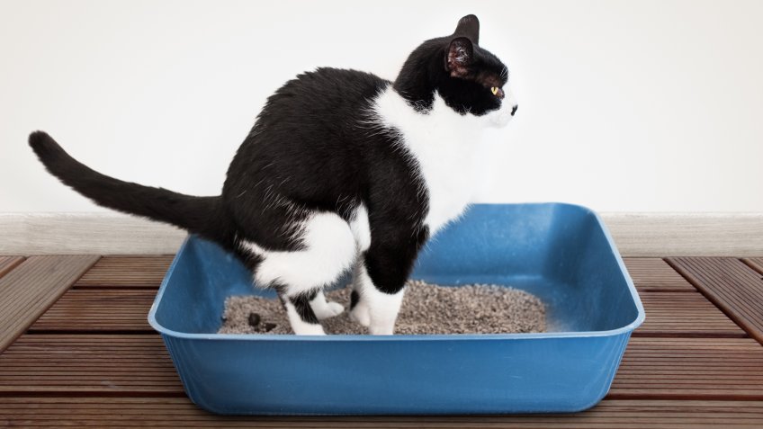 cat litter