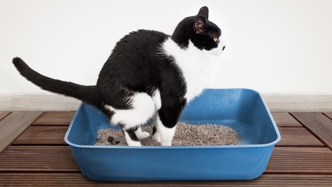 16. Cat Litter cat litter