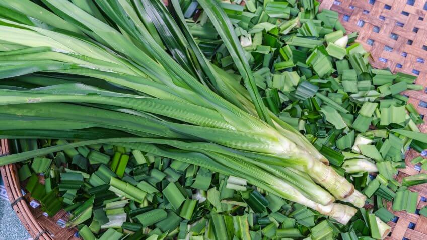 pandanus