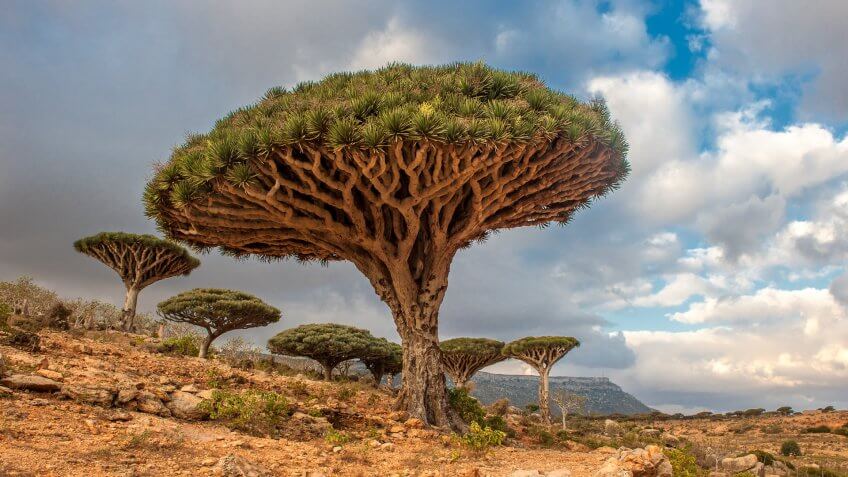 Dragon trees at Dixam plateau, Socotra Island, Yemen.