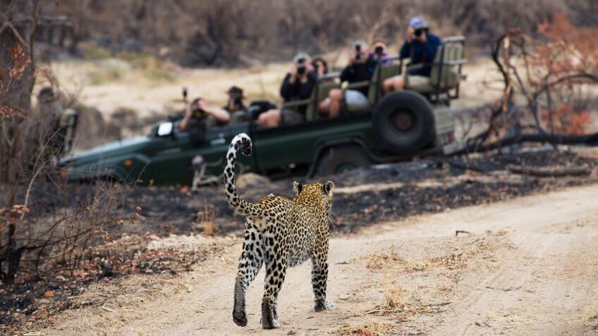 A photograph of a safari vehicle full of tourists watching a leopard, Panthera pardus, walking on a dirt road at Elephant Plains, Sabi Sands Game Reserve, Mpumalanga province, South Africa.