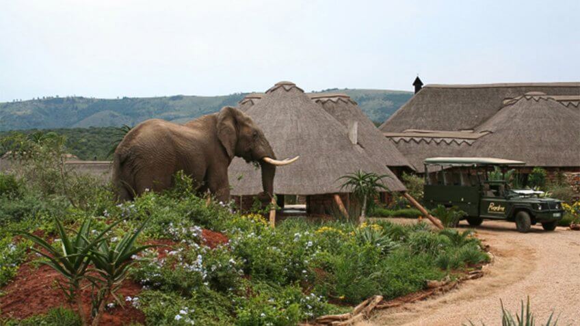 Pumba Water Lodge Elephants at the water lodge, South Africa.