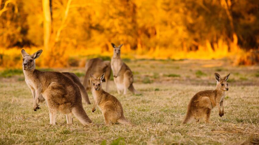 Herd of kangaroos at twilight (Coombabah Lake, QLD, Australia).
