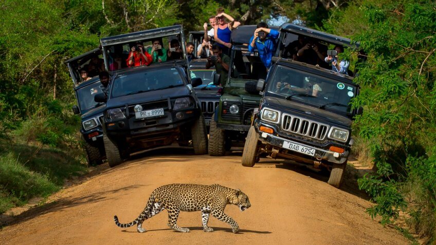 Leopard crossing the road in front of audience.