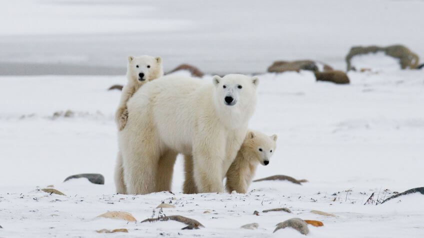 Polar bear with a cubs in the tundra.