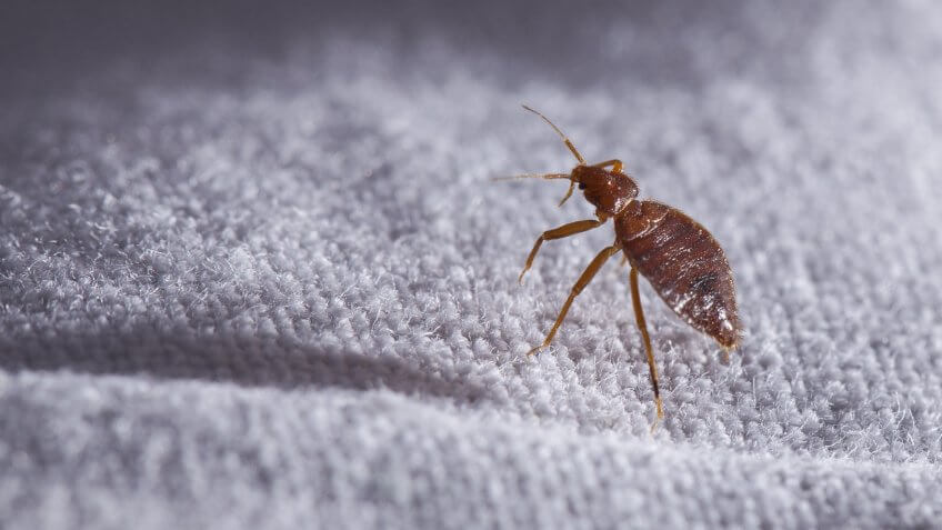 bed-bugs