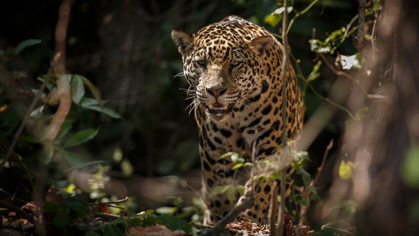 American jaguar female in the darkness of a brazilian jungle, panthera onca, wild brasil, brasilian wildlife, pantanal, green jungle, big cats, dark background, low key.