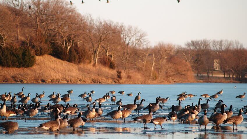 "Canada geese on and above Lake Shawnee, Topeka, Kansas, in the golden light of sunset.