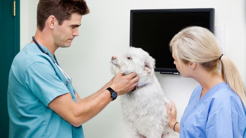 veterinary-technician