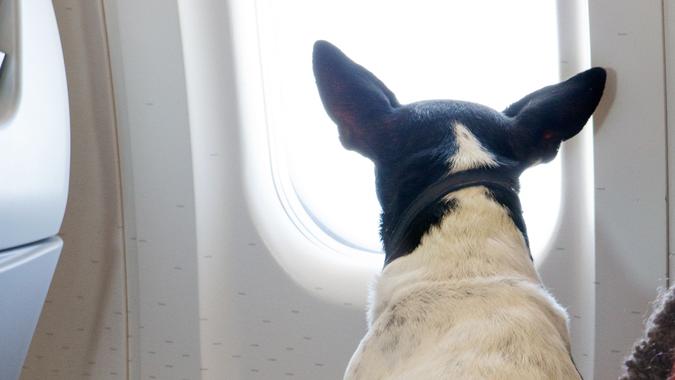 Service dog sitting on owners lap on commercial airliner and looking out the window.