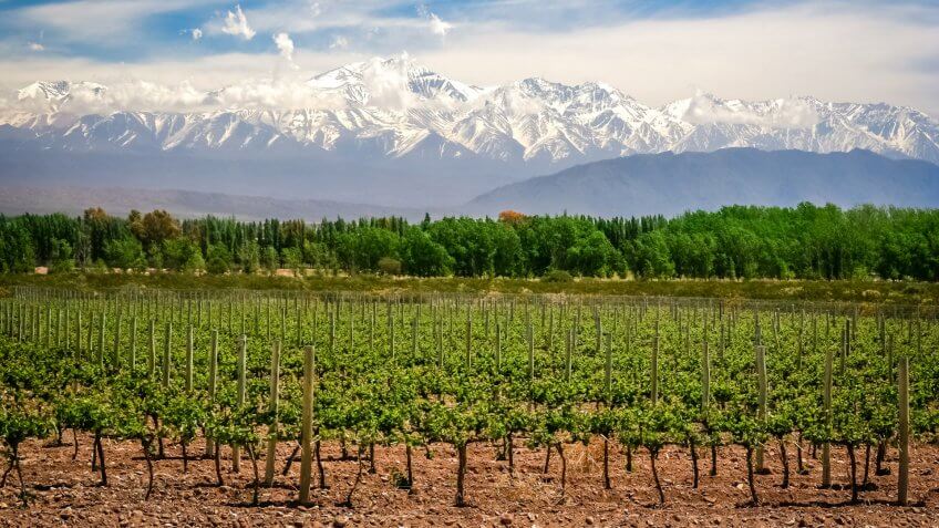 Organic vineyards near Mendoza in Argentina with Andes in the background.