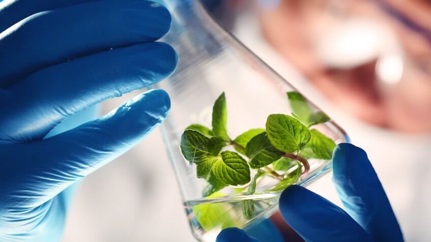 Scientist holding and examining samples with plants.