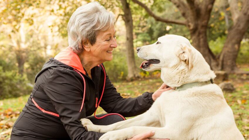 seniors foster dog