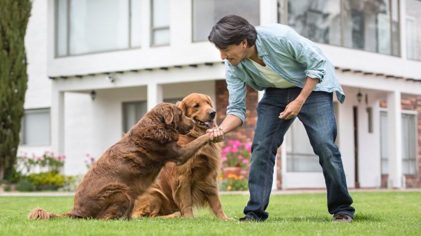 Man training dogs outdoors making them give him their paw - lifestyle.