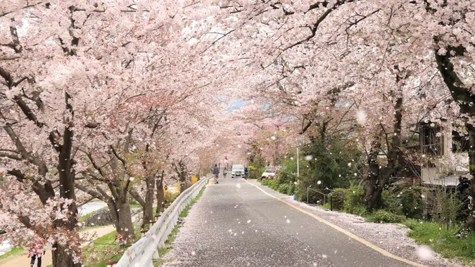 Japan, Kyoto, Travel, destination