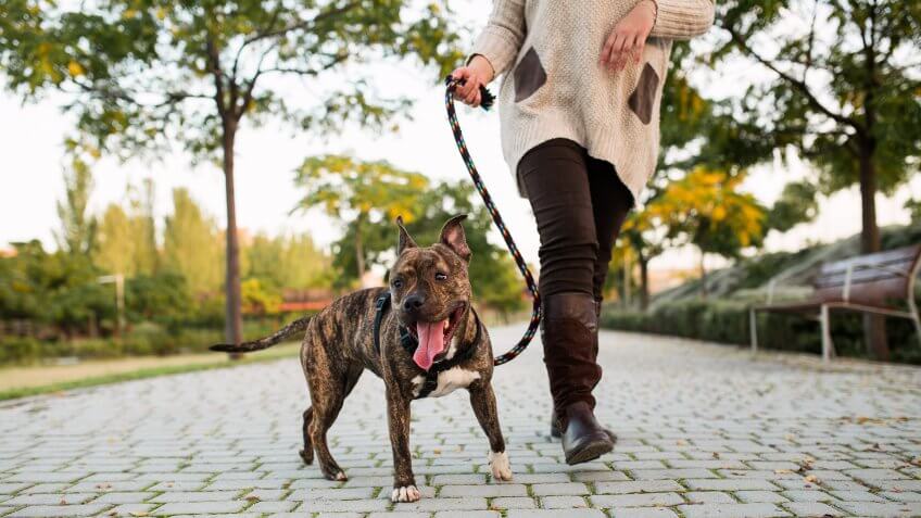 dog-walker