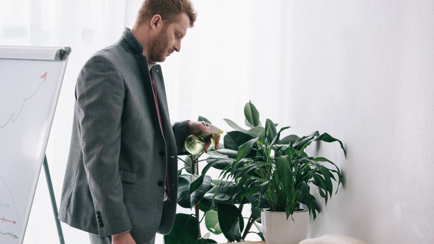 watering-office-plant