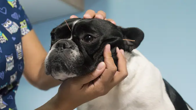 veterinary acupuncturist