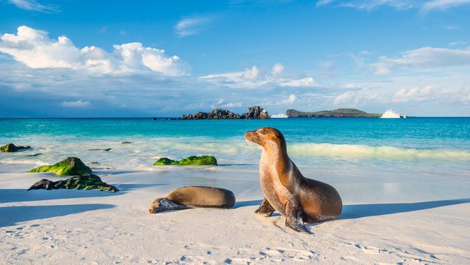 Galapagos sea lions (Zalophus wollebaeki) are sunbathing in the last sunlight at the beach of Espanola island, Galapagos Islands in the Pacific Ocean.