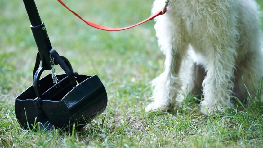 Owner Clearing Dog Mess With Pooper Scooper.