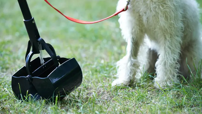Owner Clearing Dog Mess With Pooper Scooper.