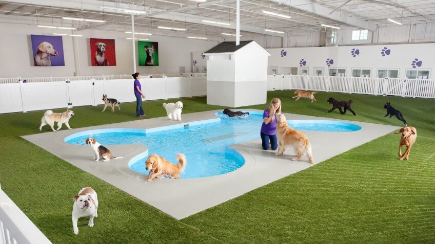 Paradise-4-Paws-Resort-Denver-International-Airport