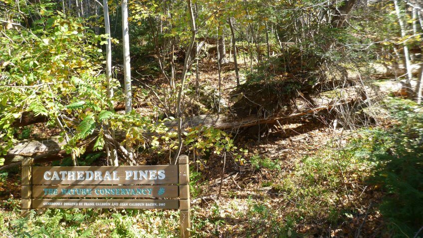 Cathedral Pines, Connecticut, Travel, destinations, hidden gems, travel destination