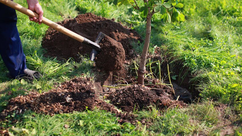 planting trees