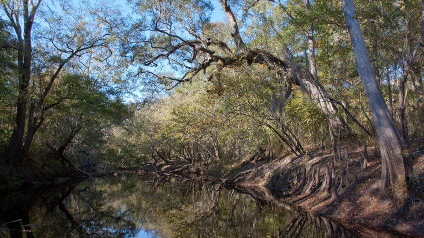 Bald cypress and live oak along the bank.